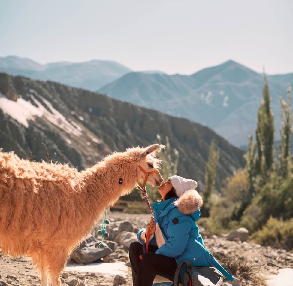 Alpaca in Andes